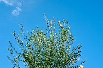 Cima di albero di ulivo