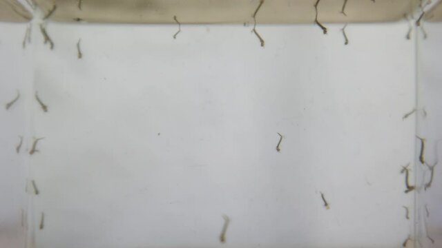 Mosquito Larva In Still Water 