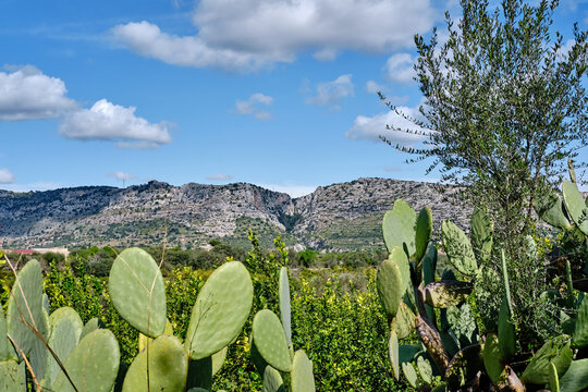 Monte Climiti, fichi d'India e albero d'ulivo, Sicilia