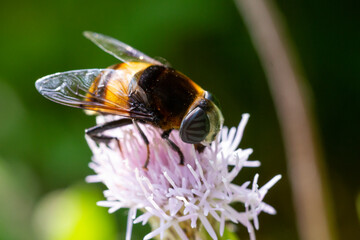 A syrphid flies on the flower