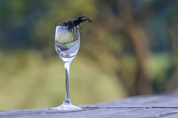 Still life stag beetle and cup of homemade brandy