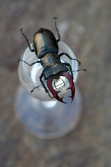 Still life stag beetle and cup of homemade brandy