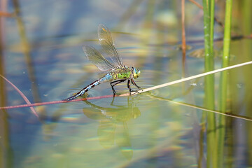 Dragonfly holding on a stalk of grass. Dragonfly in the nature. Dragonfly in the nature habitat. Beautiful nature scene with dragonfly outdoor.a background wallpaper.The concept for writing