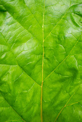 Close up of green leaf. Texture / background / wallpaper. Detail of leaf tissue 