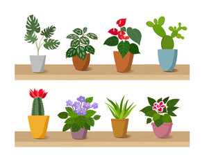 Houseplants  an cactus on table