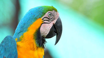 Parrot head close up