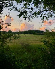 sunrise in the forest