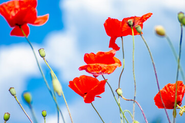 red poppies on a blue sky background, brightness,