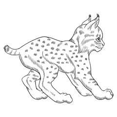 Hand drawn vector of young lynx cub isolated on white background. Black and white stock illustration of young cat for coloring.