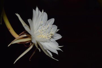 White Epiphyllum anguliger flower in Black Background.
