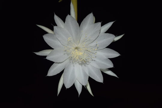 White Orchid Cactus Queen of the Night Flower with black background. That bloom at night and flowers are short lived.