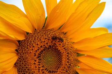 sunflower close up and bee