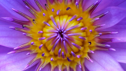 Obraz premium inside a yellow and purple colorful waterlily lotus flower, macro photography of the exotic tropical flora in a pond in a garden in Bangkok, Thailand