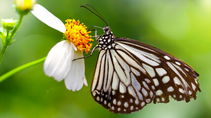 black and white butterfly looking for pollen on a daisy flower, macro photo of this gracious and fragile Lepidoptera in a tropical botanical garden, Chiang Mai, thailand
