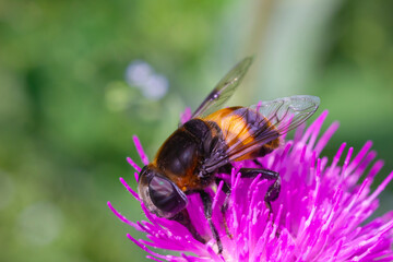 A syrphid flies on the flower