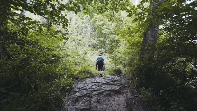 A Man Walking Through A Forest Over Exposed Tree Roots