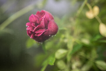 Beautiful summer garden flowers close-up.
