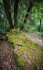 Muschio su radici di albero nel bosco
