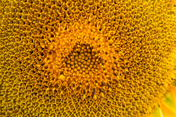 sunflower close up