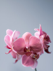 Close up light pink orchid