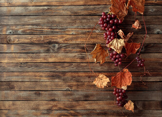 Vine with dried leaves and ripe grapes.