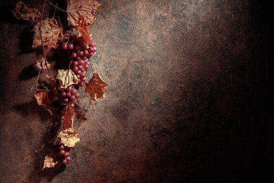 Vine with dried leaves and ripe grapes. © Igor Normann