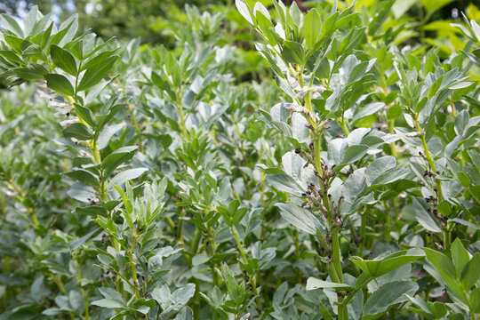 Ackerbohnen oder Saubohnen (Vicia faba) Pflanzen im Gem&uuml;segarten