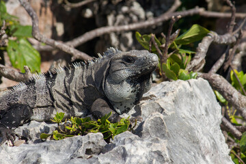 Reptile fauna. Closeup of an iguana standing on a rock in the mayan ruins of Tulum.