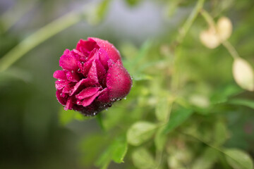 Beautiful summer garden flowers close-up.