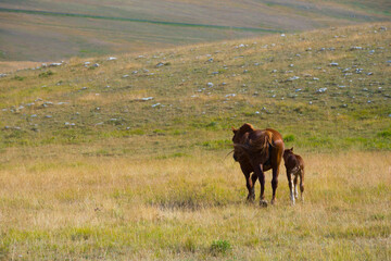 Horses walking free in a mountain valley