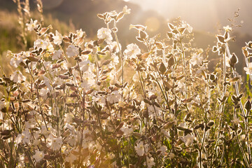 White wild flowers in sunlight in summer