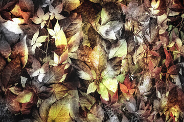 autumn leaves 