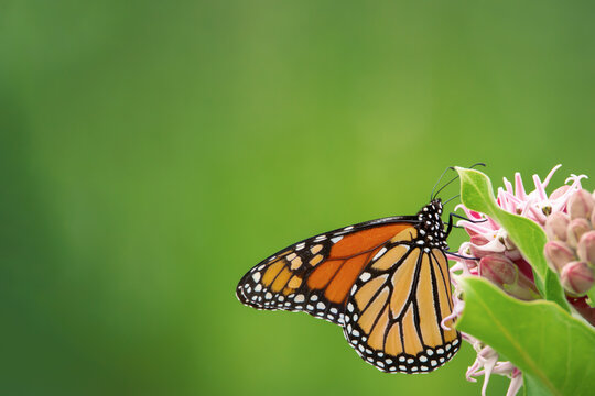 monarch butterfly on a flower with green background for copy space