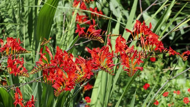 (Crocosmia  crocosmiiflora 'Lucifer') Garten-montbretie, bezaubernde Gartenpflanze &uuml;ber einem Meter mit sch&ouml;ne Farbenspiel versch&ouml;nert Gartenbetten  