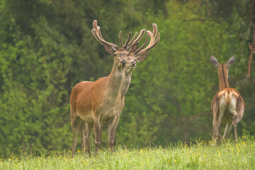 Red Deer stag in the forest. Bieszczady. Carpathian Mountains. Poland.