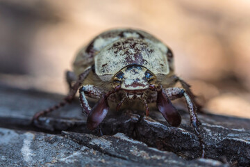 The macro shot of the beautiful grey and brown beetle on the wood or timber log in the sunny summer or spring weather