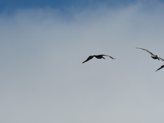 SAN FRANCISCO, CALIFORNIA, USA