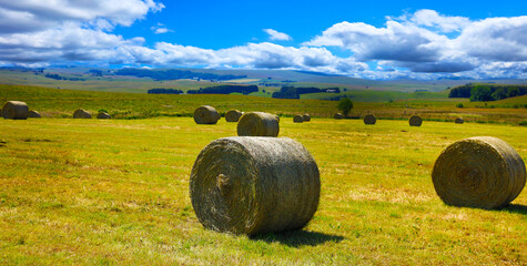 hay bale in a farm field with cloudy sky © M.studio
