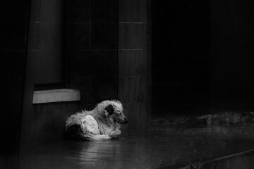 Grayscale shot of wet dog lying down on sidewalk under the rain - concept abandonment or farewell