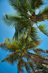 Fototapeta na wymiar PALM TREES IN CONTRAST TO THE CARIBBEAN SUN..