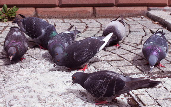 Gołębie w mieście.