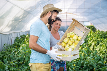 Young satisfied family couple picking pepper in the baskets in the greenhouse and smiling for...