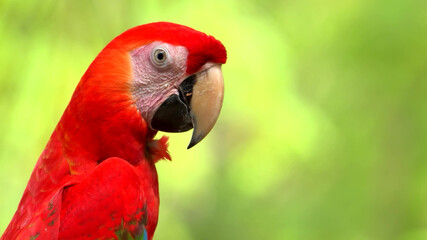 Red beautiful parrot in profile