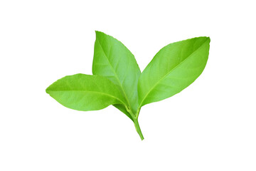 Three fresh lemon leaves isolated on white background