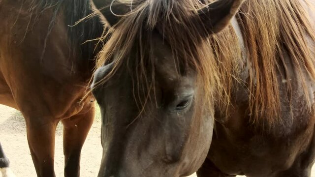 Brown mangy domestic horse mane, face and heads of two horses shaking flies off, static close up