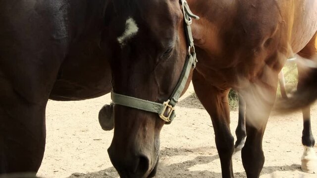 Sweet Brown Domestic Sleepy Horse Wearing Bridal On Head Standing In Dirt Ground Nearby Black Horse, Static Close Up