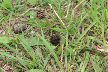 Шишки лиственницы