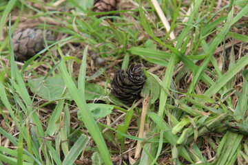 pine cones on the grass