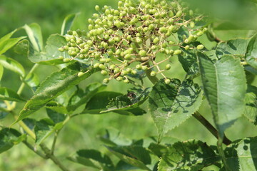 Obraz premium green and yellow flowers on a tree