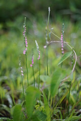 pink flowers in the forest ネジハナ